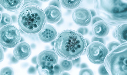 What are zombie cells?