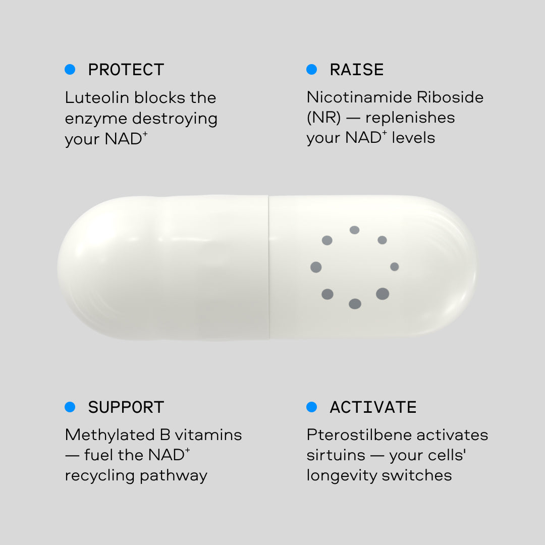 Nexus NAD⁺ capsule — four functions: protect, raise, support and activate