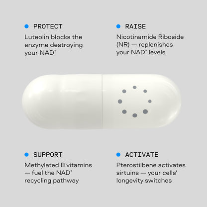 Nexus NAD⁺ capsule — four functions: protect, raise, support and activate